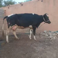 گاو خارجی با گوساله المانی