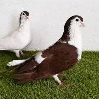 کبوتر جفتگاه چپ دم و خالدم سرخ