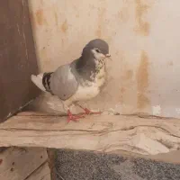 ماده خوش رنگ