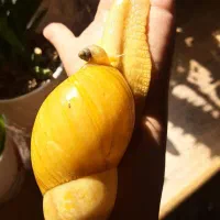 حلزون آلبینو