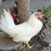 مرغ برای قربونی وسر بریدن