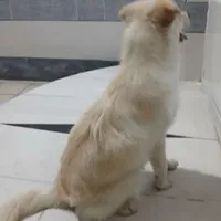 پامر 8 ماهه