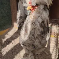 خروس سلطان