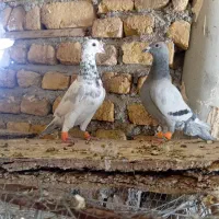کفترهفت رنگ