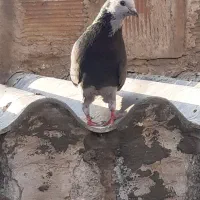 کفتر
