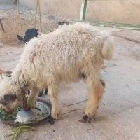 بره