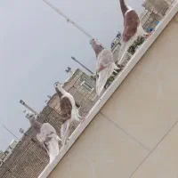 کفتر دمگیر سرخ دولا