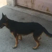 سگ ژرمن شپرد