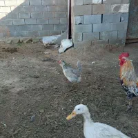 مرغ چهل تاج و ریشو