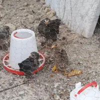 جوجه سه ماهه و یک ماهه