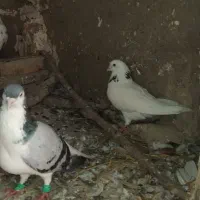 کبوتر