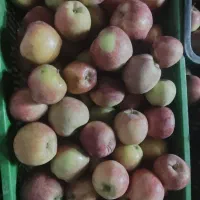 سیب قرمز