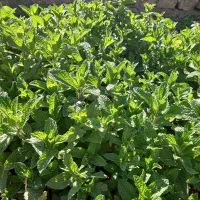 سبزی معطر