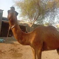 شترنر|حیوانات مزرعه|بندرعباس, |دیوار