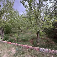 باغ-سند-دار-جابان-بزرگ