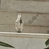 جوجه مخمل