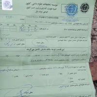 اسب|اسب و تجهیزات اسب‌سواری|خرم‌آباد, |دیوار