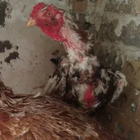 خروس لاری کلنگی