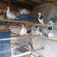 کفتر