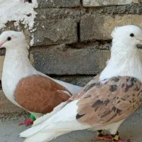 دو جفت نرو و ماده پشتار