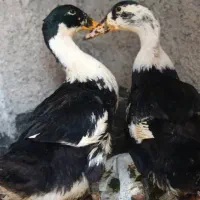 سه عدد اردک دو نر و یک ماده 5ماهه