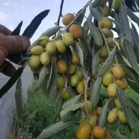 نهال های صادراتی انواع سنجد پربار داخل گلدان اماده