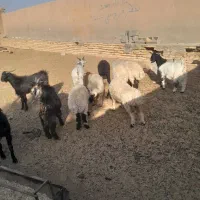 بره