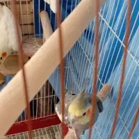 جفت عروس هلندی