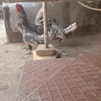 مرغ و خروس سبرایت، مینیاتوری
