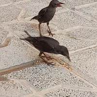 دوعدد سار.۲ماهه.باهوش