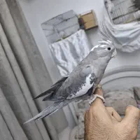 عروس هلندی ۱۵ ماهه ماده مست مست