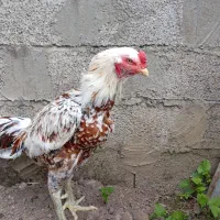 فروش خروس لاری دوازده ماه قلم سبز