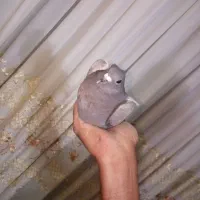 پلاکی نر بدون غلطی
