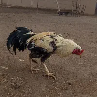 خروس لاری