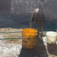 بره قوچ کبود اصیل
