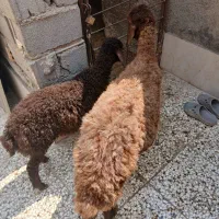 گوسفند بابره ماده