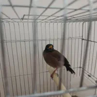 مرغ مینا