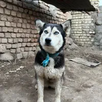 سگ هاسکی ماده