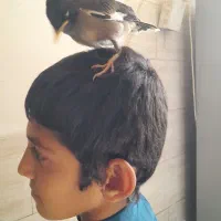 مینا