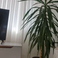 گل با گلدان