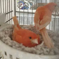 قناری سرخ ،ردفاکتور ،کشیده بلند ،فری