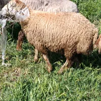 30راس بره چاق 670هزار مقطوع یکجا