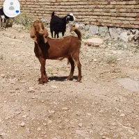 بزغاله ماده داشتی