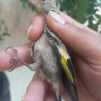 یک عدد جوجه سهره کال