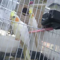 عروس پاریس