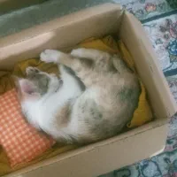 گربه ۳ ماهه بازیگوش شناسنامه دار