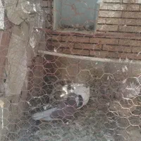 کبوتر جوان