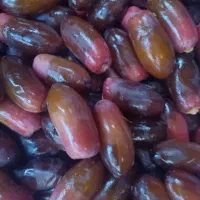 خرما ربی تازه خریدارم از کشاورز به قیمت بازار نقد