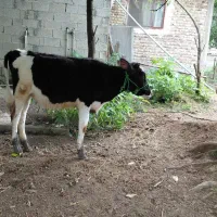 گاولیشه گوساله هلیشتان ماده