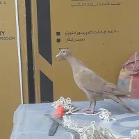 کبوتر زرد